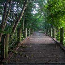 Renee Logan | Walking the Path by the Lake