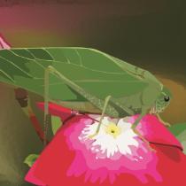 Ikegwuono - Floral Katydid