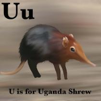 Arayanna Baker - Uganda Shrew